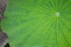 closeup photo of green leaf
