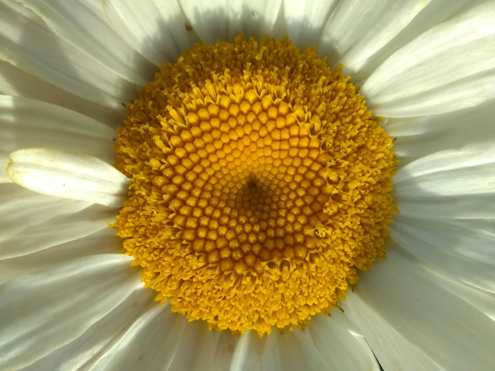 white-petaled flower