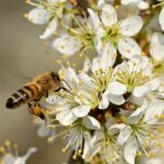 bee, honeybee, macro photography, pollination, nectar, pollen, pollen basket, blossom, spring blossom, ecology, insects, nature, white flower, outdoor background, insect in flight, nature details, flowers and trees, environment, spring, biology