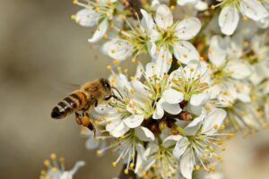 bee, honeybee, macro photography, pollination, nectar, pollen, pollen basket, blossom, spring blossom, ecology, insects, nature, white flower, outdoor background, insect in flight, nature details, flowers and trees, environment, spring, biology